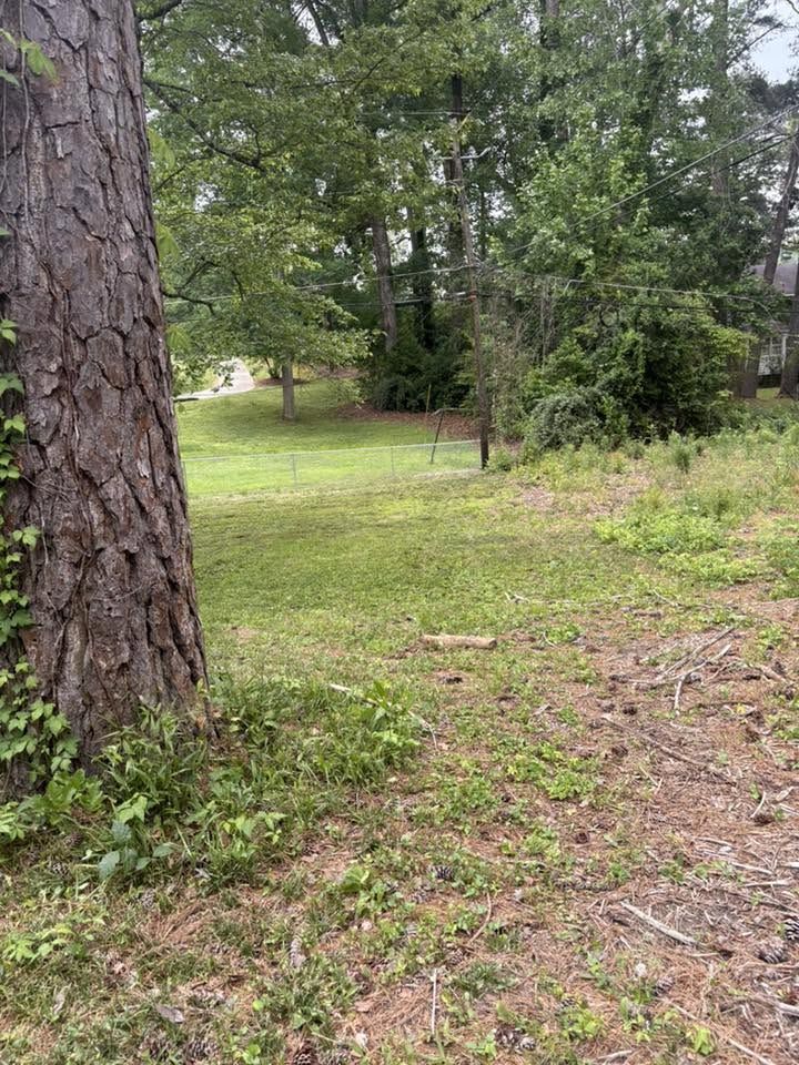 Clean ground under pines after cleanup