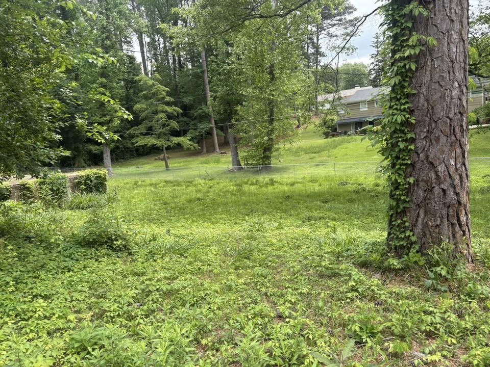Overgrown fenced backyard before clearing