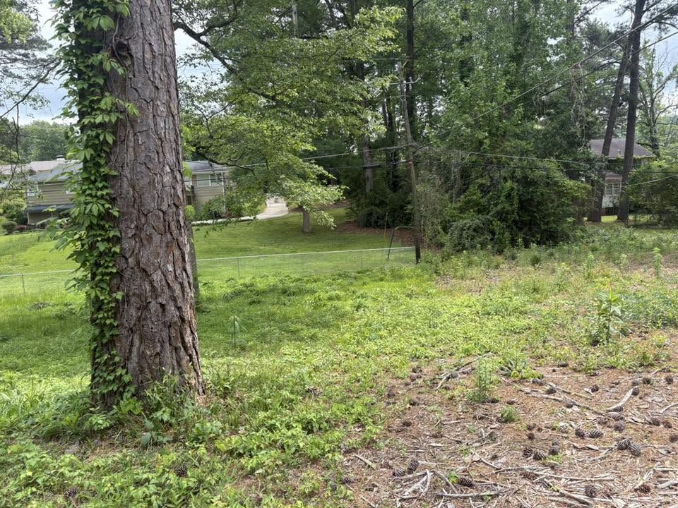 Weedy ground under pines before cleanup