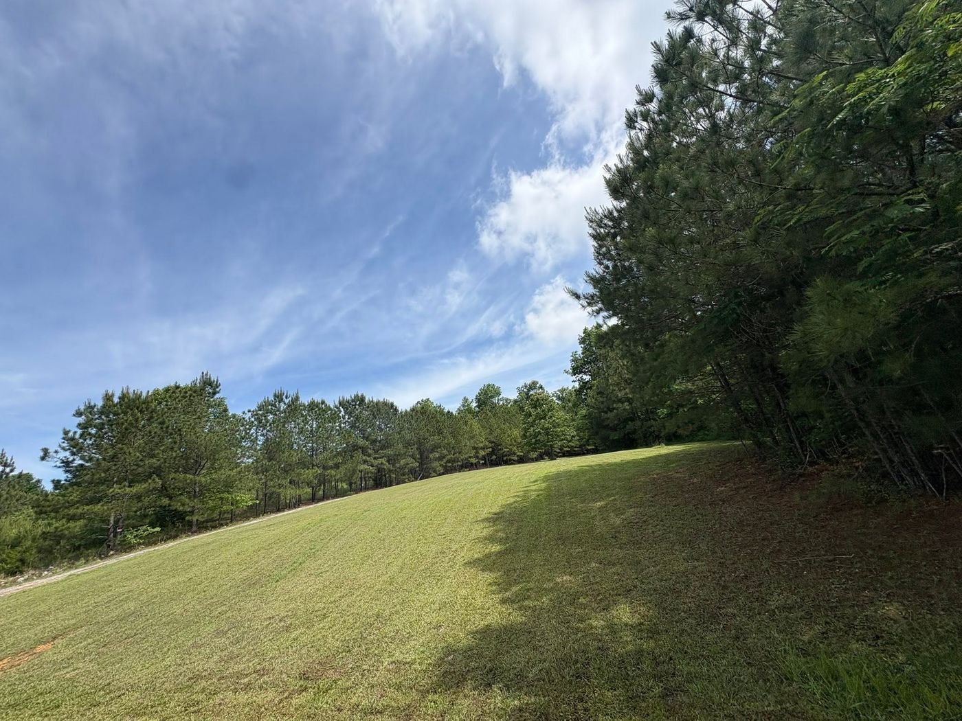 Mowed hillside bordered by pine woods