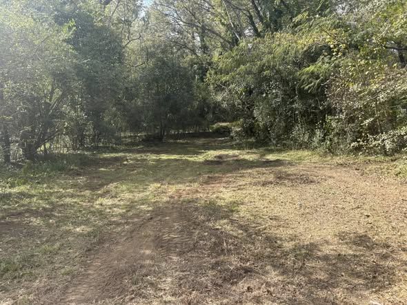 Wooded lot cleared of brush and undergrowth