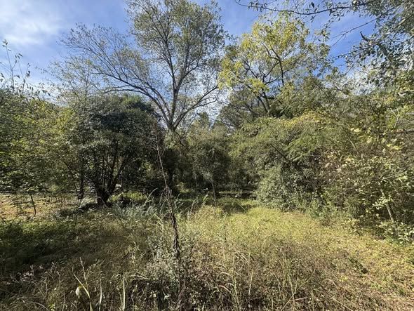Wooded lot overgrown with brush before clearing